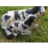 41cm Mum Baby Cow Statue